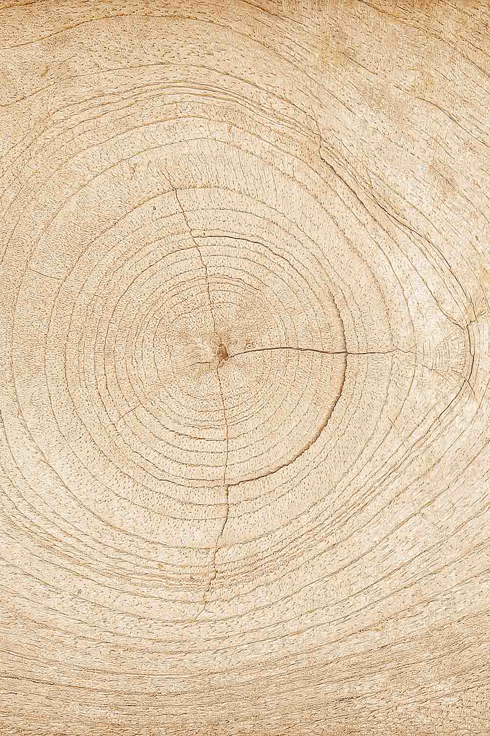 Baumstamm Querschnitt Lebenslinien Baum, Holzmaserung